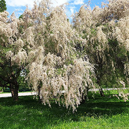 Tamariz de Verano blanco